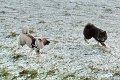 fehmarn2010 (12)